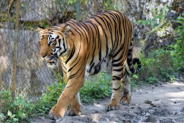 Top court bats for pan-India policy to regulate activities in tiger reserves | India News