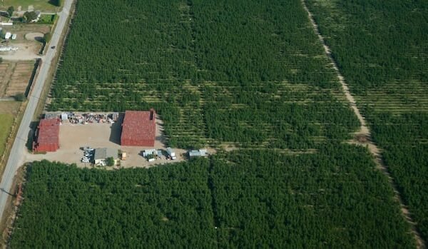 As fruit buds swell, B.C. farmers hit by 2024 deep freeze hope for better harvest
