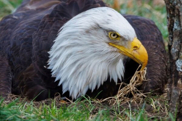 Murphy, bald eagle who incubated rock and became a foster dad, dies after storms in Missouri