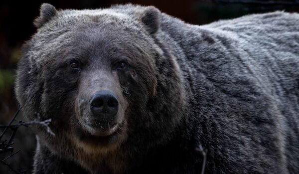 Legendary grizzly ‘The Boss’ and other Alberta bears emerging from winter dens