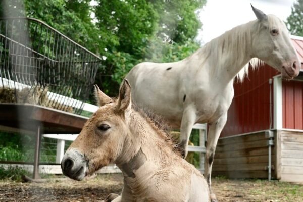 Rejected by his mother, rare wild Asian horse foal finds new mom in a grieving domestic mare