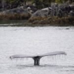 Whale-watching vessel collides with humpback in ‘surprise encounter’ near Vancouver