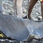 Father and son discover fossilized ichthyosaur skull in B.C.’s Kiskatinaw River valley