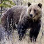 1 grizzly bear has been killed through Alberta’s new hunting program, province says