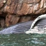 ‘Very sad and tragic’: Humpback whale found dead off Keats Island, B.C.