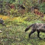 Parks Canada warns of increasingly ‘bold’ wolves stalking dogs near Tofino, B.C.