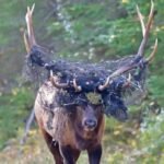 Wildlife photographer helps save elk trapped in netting in Prince Albert National Park