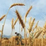 PPP reaffirms commitment to farmers