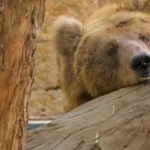 Preparations underway to transfer brown bear Rano to GB