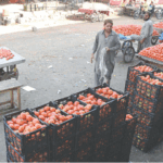 Tomatoes being sold at more than double the official rate in Rawalpindi