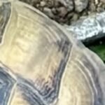 Rare tortoises found safe after being stolen in Indiana