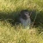Truck transporting monkeys crashes in Mississippi